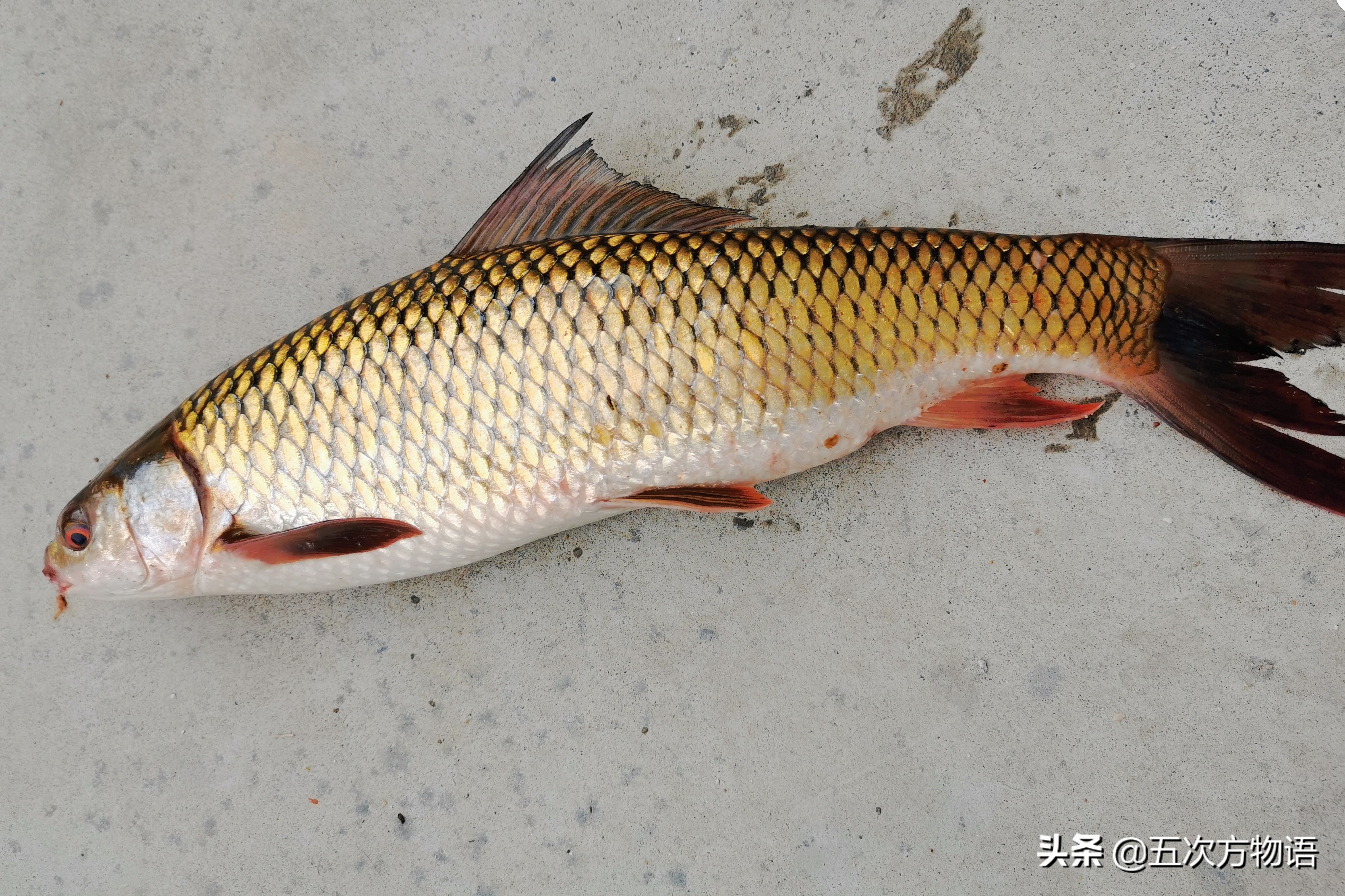 中国四大家鱼的视频,人们常说的四大家鱼