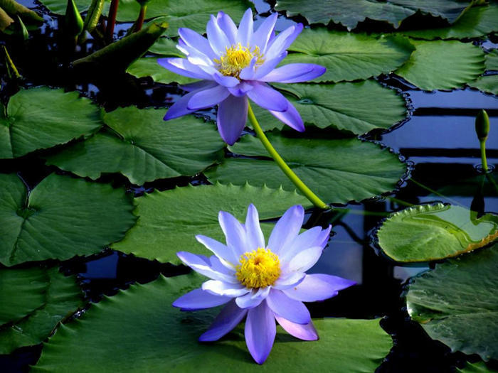 水培睡莲叶子发黑腐烂是什么原因,水培睡莲叶子边缘发黑腐烂