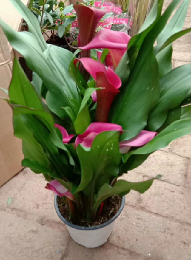 马蹄莲是一年四季都生长吗,如何让马蹄莲一年四季都活着