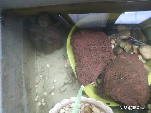 北方暖气房乌龟冬眠怎么养护,北方有暖气乌龟怎么养