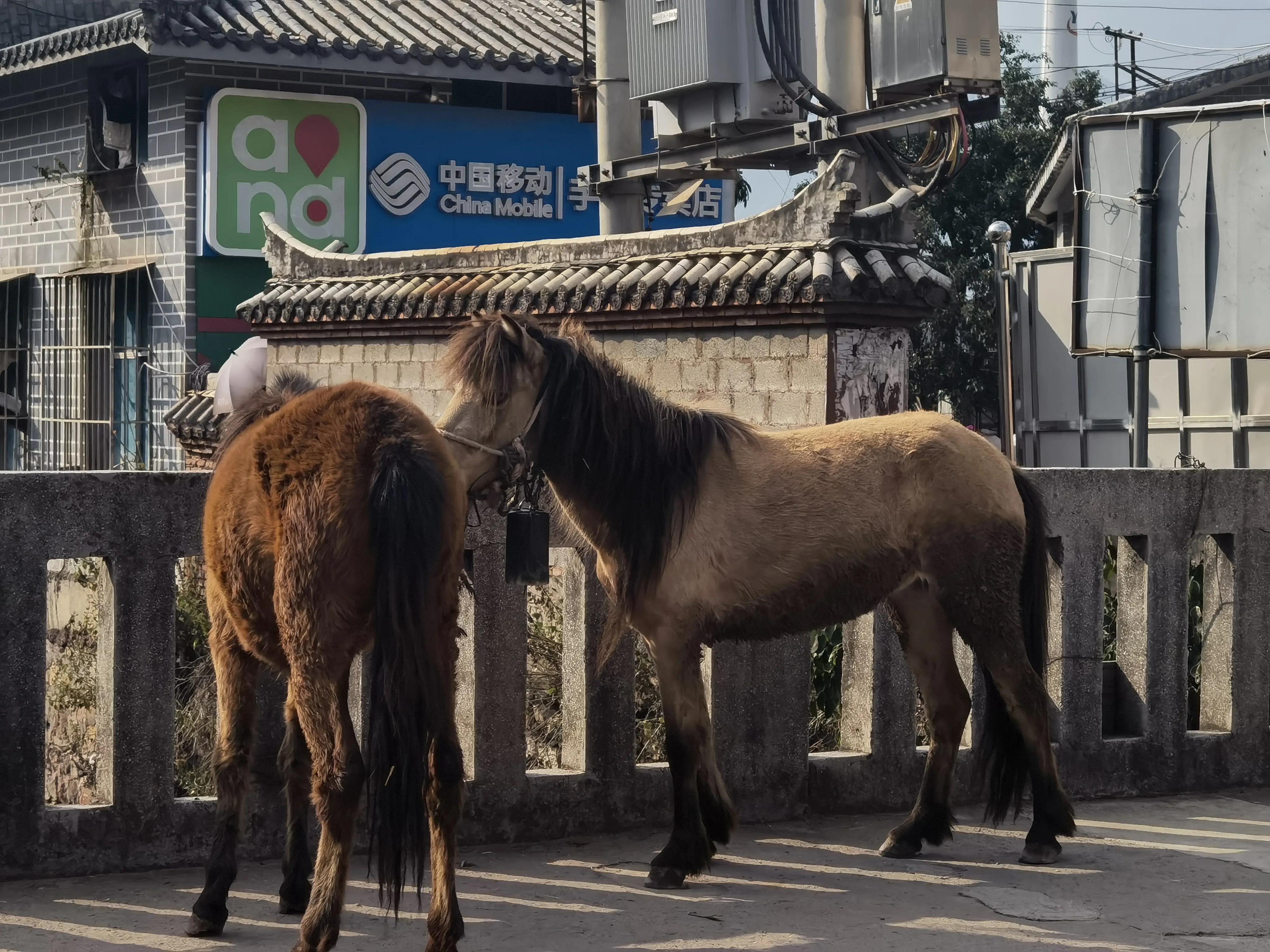 大渡岗十大名茶,大渡岗茶山文化