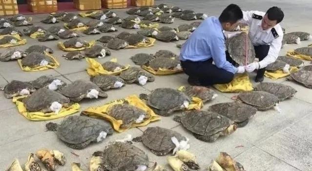 玳瑁玄武,玳瑁是四大圣兽