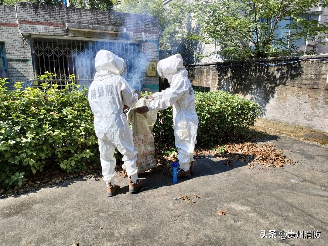 马蜂住山顶还是山脚下,马蜂能盖房子吗