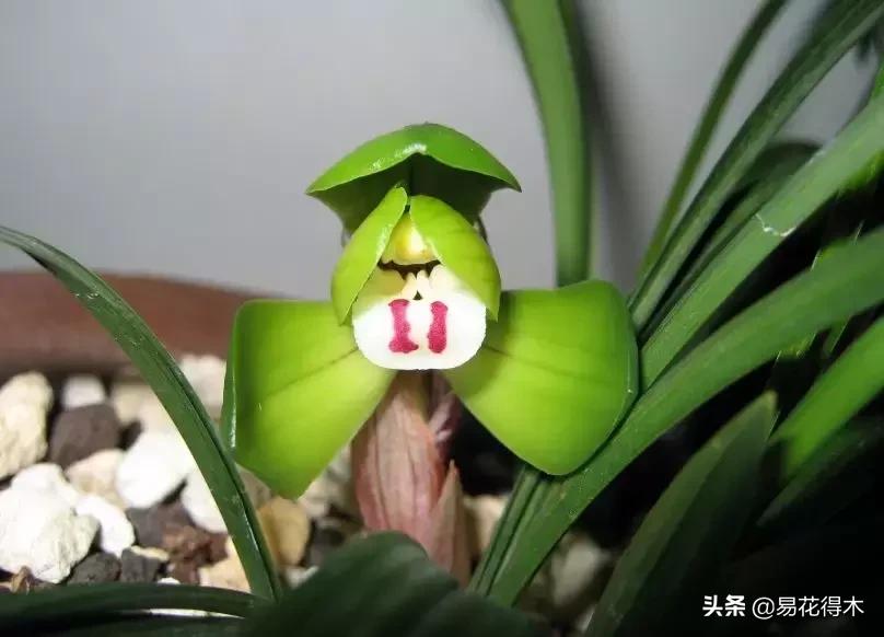 春兰大富贵春剑大富贵区别,春兰大富贵vs春剑大富贵