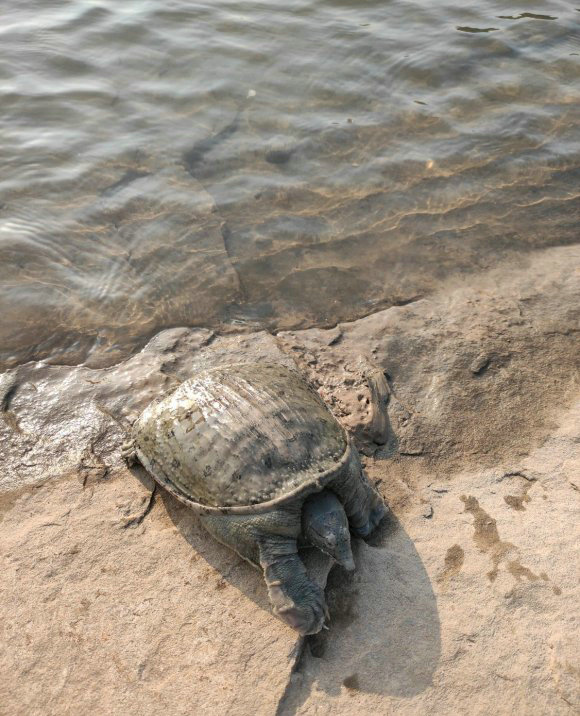 甲鱼被晒死,甲鱼在河里会冻死吗