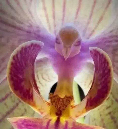 世界顶级奇花异卉,最美奇花异卉