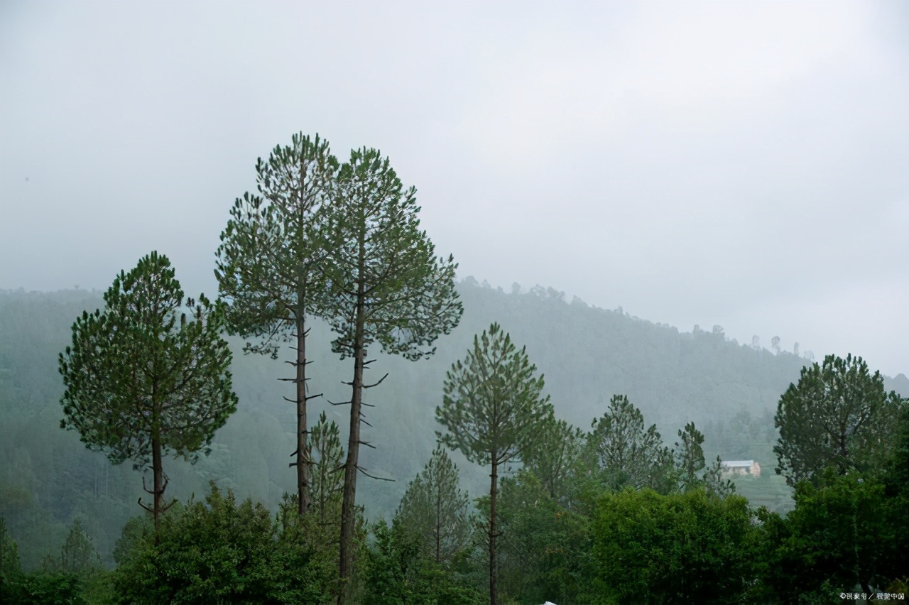 写松树的诗句与精神象征,赞美松树有顽强生活意志的诗句