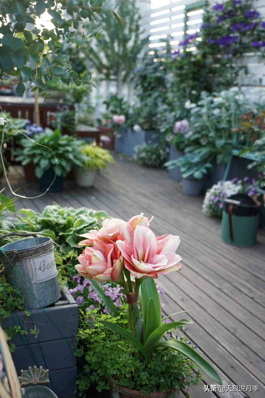 如何打造四季开花的花园,如何打造四季都有花的花园