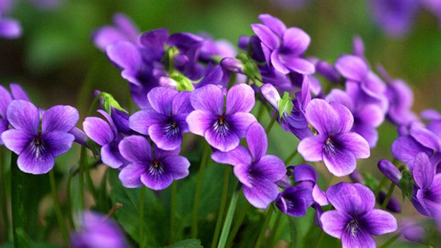 寓意健康长寿的盆景,寓意美好的盆景