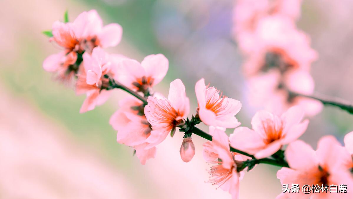 关于家乡生态环境研究报告,形容家乡的生态环境的优美语句