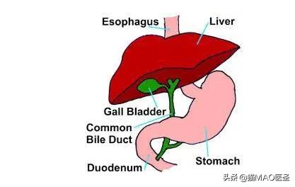 猫咪食欲不振拉绿色屎,猫咪泌尿疾病会影响食欲吗
