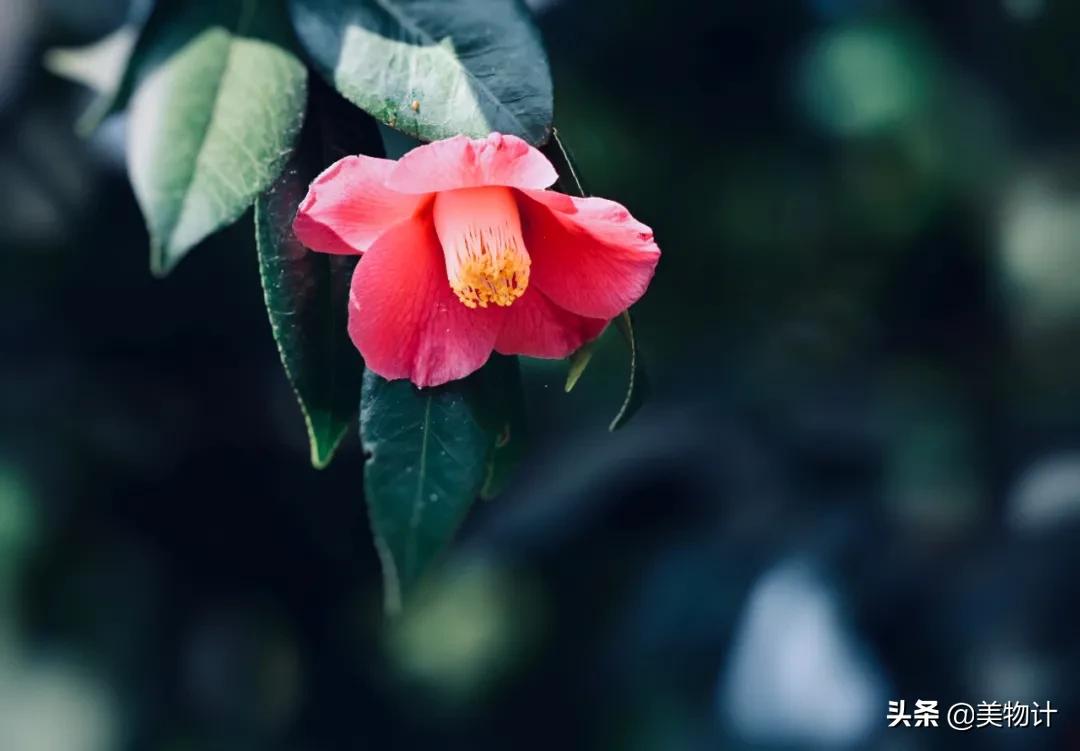 有冬要来有雪入怀泣不成声,有冬要来有雨入怀