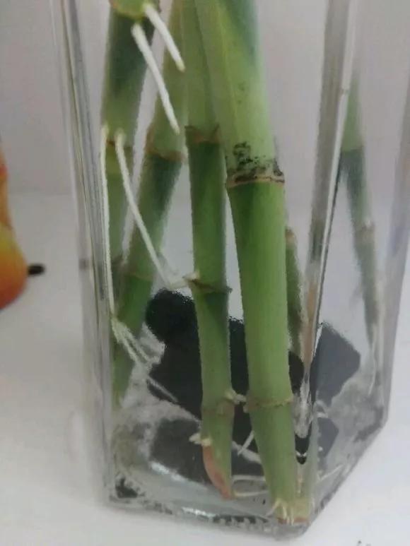 家里养的富贵竹,突然就烂根了,3种正确处理方式,预防烂根