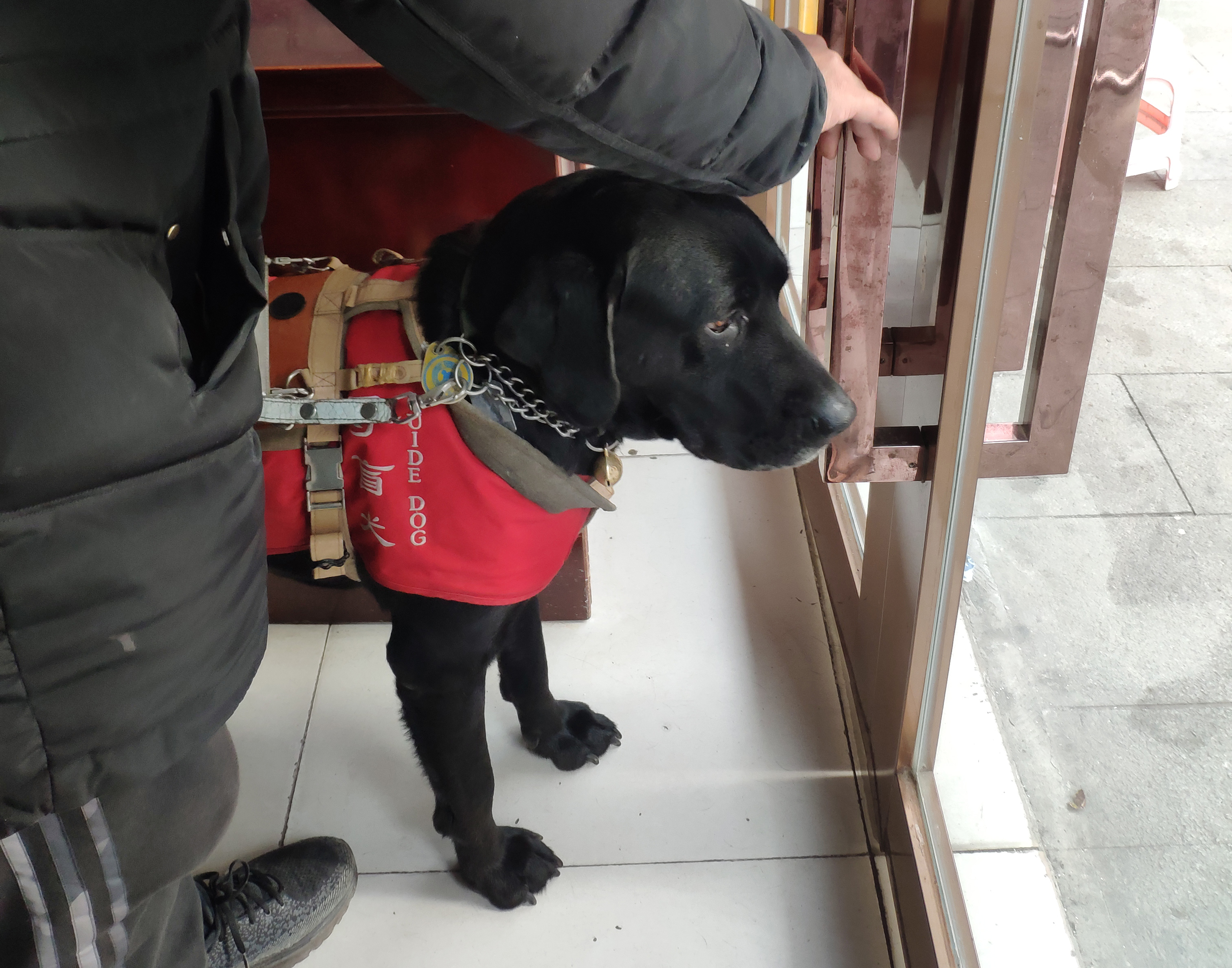 全国只有300多导盲犬,1700万盲人仅有200多只导盲犬