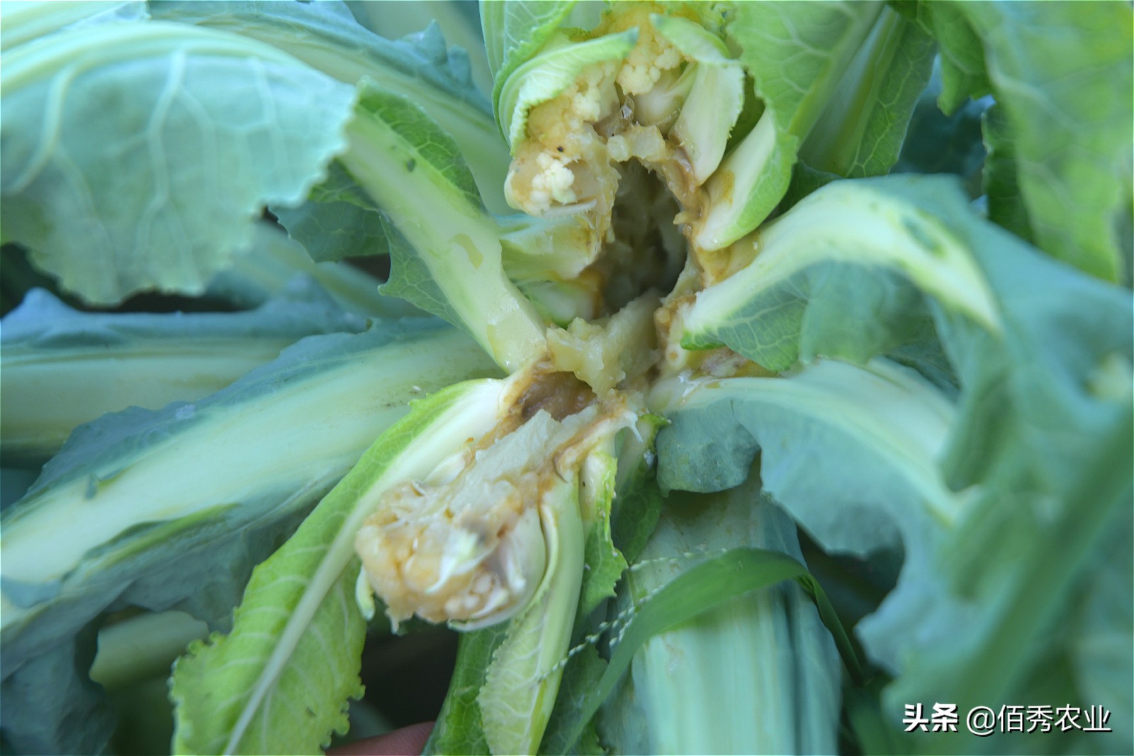 花椰菜结球期怎么管理,花椰菜结球期预防病害