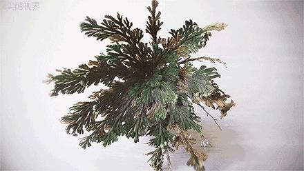 日本复活草面膜晒后修复,复活草面膜种草