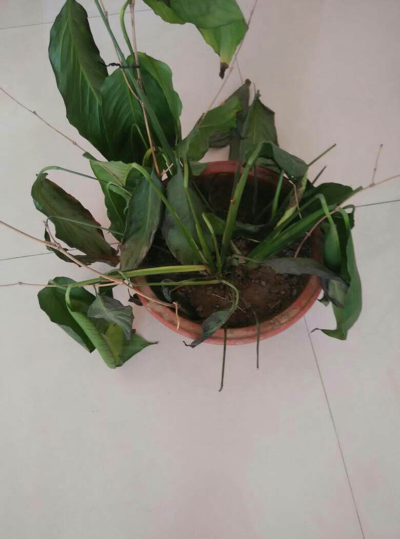 自动浇花器家用园艺智能定时控制,自动浇花器功能介绍