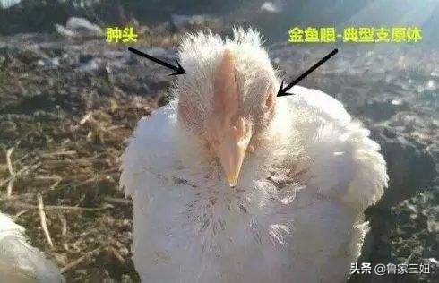 治疗滑液囊支原体，用这两种药就可以了