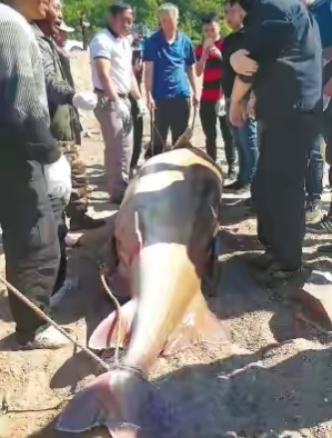 最大的鳇鱼多少斤,目前发现最大鳇鱼