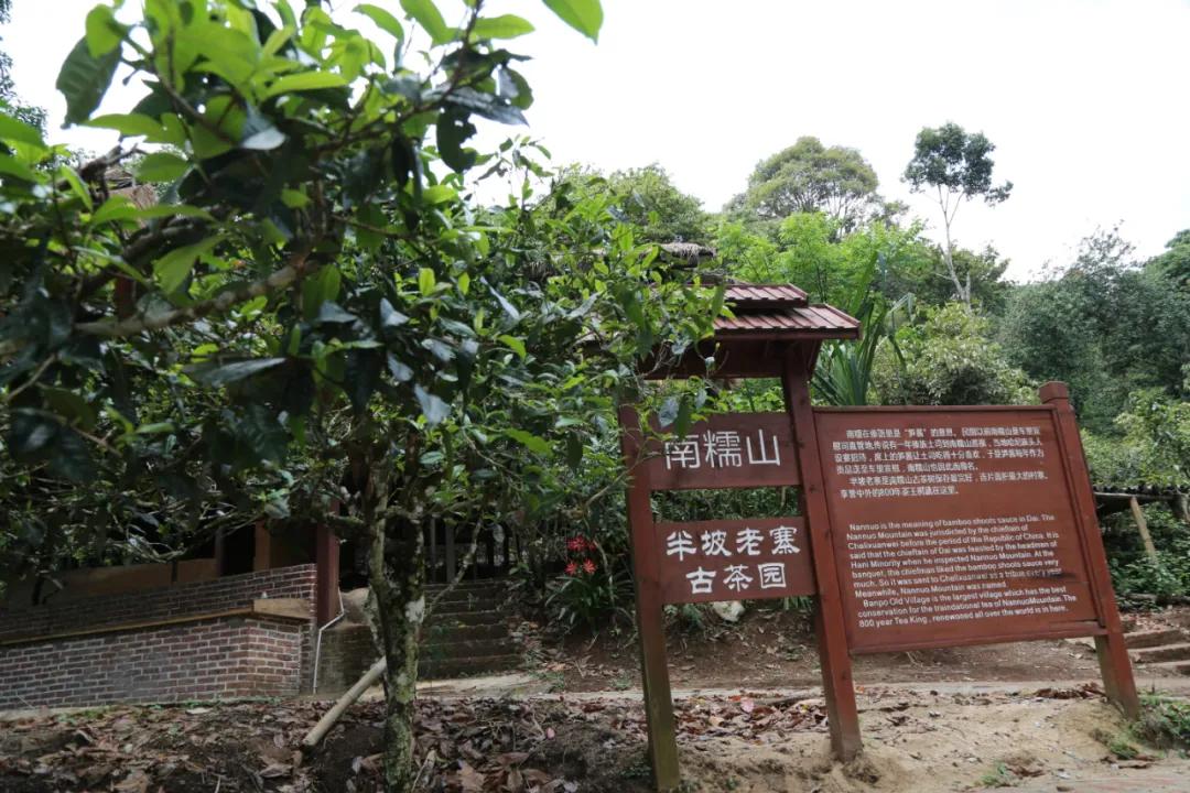 「茗边聚焦七彩云南·庆沣祥系列报道之③」浅谈百山百味