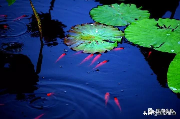 恭祝新春，过年家中养它——中国的“吉祥物”！寓意金玉满堂