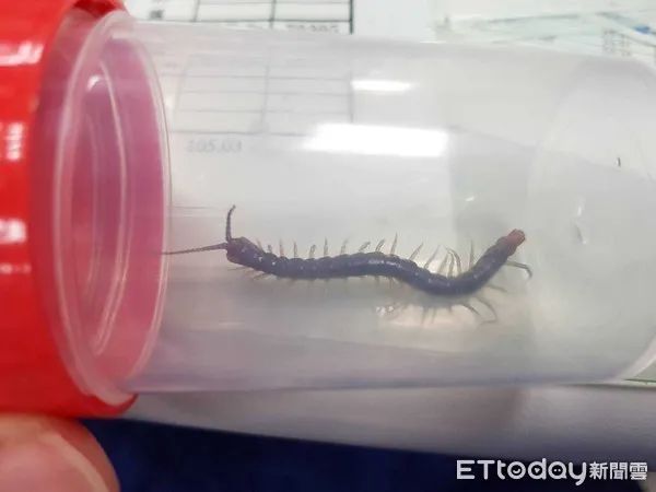 在南方大蜈蚣面前,南方大蟑螂简直不堪一提