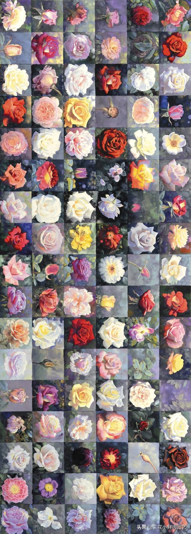 100种花卉绘画,100多张花卉线描手稿素材赶快收藏