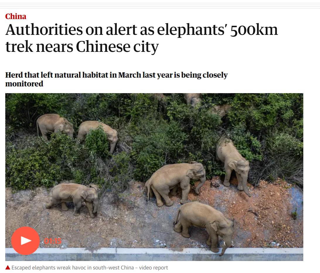 云南象萌翻全世界!外网追直播“吸大象”,夸中国护象措施太可爱