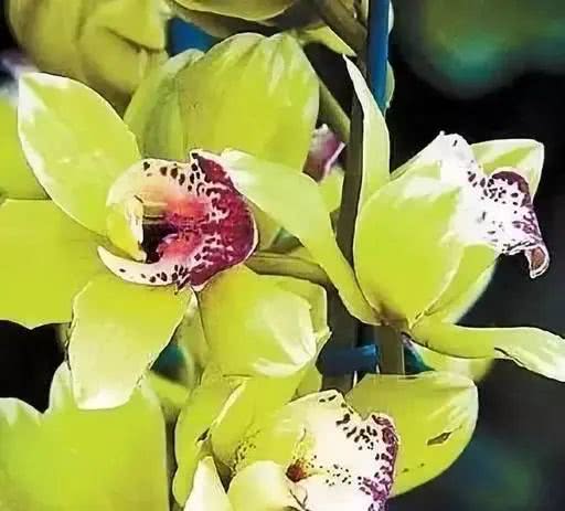 十大最贵的玫瑰花品种,世界上十大鲜花排名图片