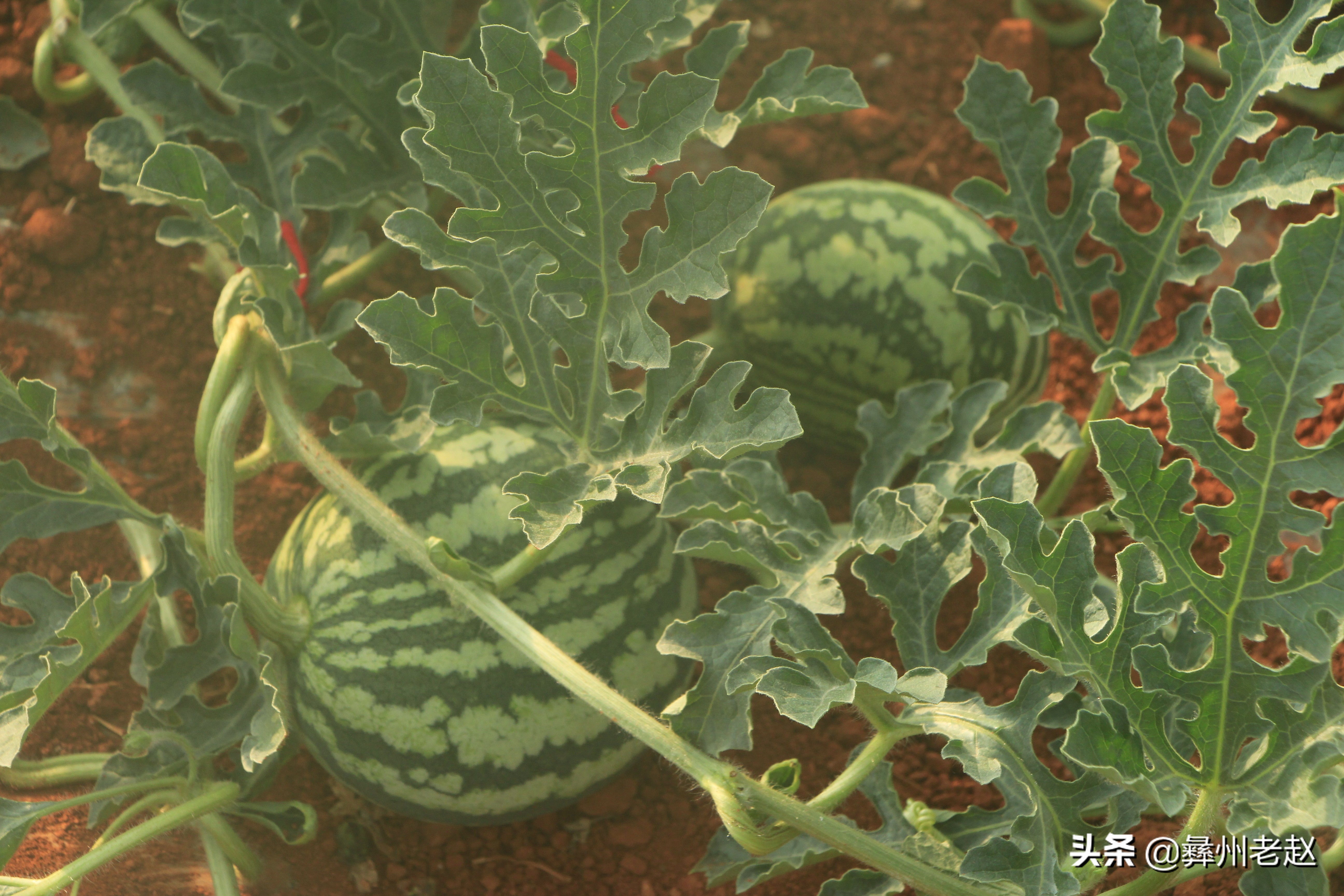 西瓜刚坐果的时候怎么管理,西瓜在膨果期需要什么肥料