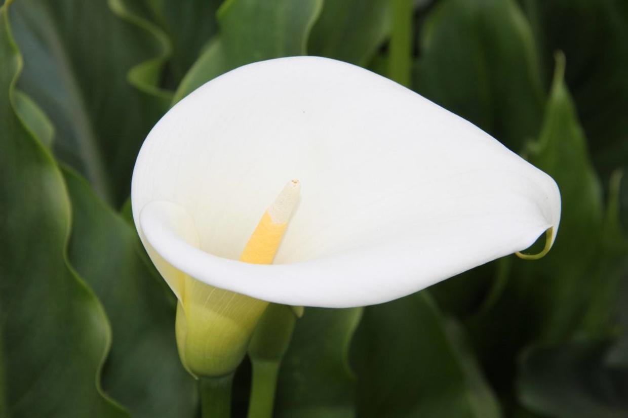 马蹄莲开花的原因,马蹄莲开花有什么寓意