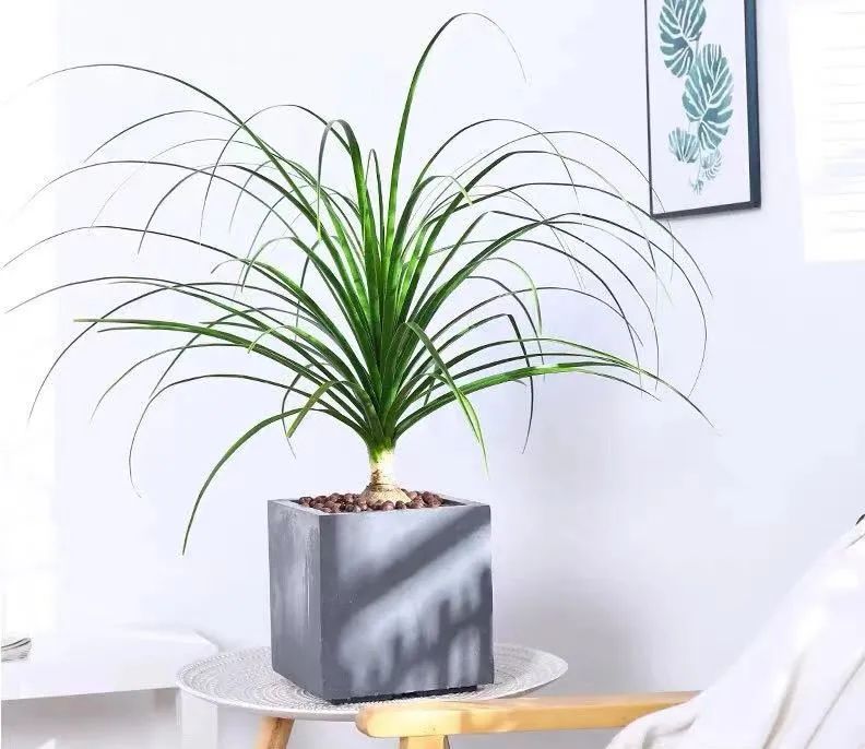 家里养花养得好代表什么,家里养花大全及寓意