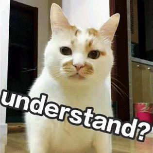 猫咪跑出去了自己知道回家吗,为什么猫咪离家回来后就很老实