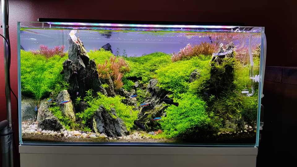 鱼缸有鱼了怎么建立硝化系统,新手裸缸怎么建立鱼缸硝化系统