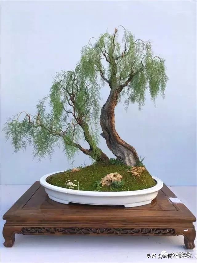 双干树,双干型果树