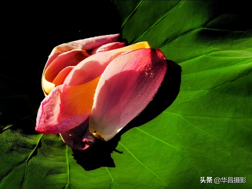 北京禧园：秋日荷花婀娜多姿惹人醉