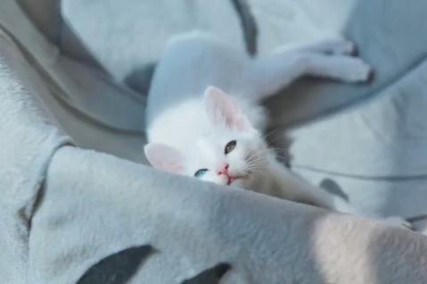 一个月的小猫被粘鼠板粘住了,猫粘鼠板救流浪猫