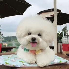 聪明又乖巧的狗狗有哪些,可爱活泼乖巧超听话搞笑的狗狗