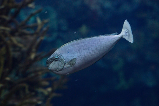 十大最好看的观赏鱼图片大全,十种最漂亮的观赏鱼图片