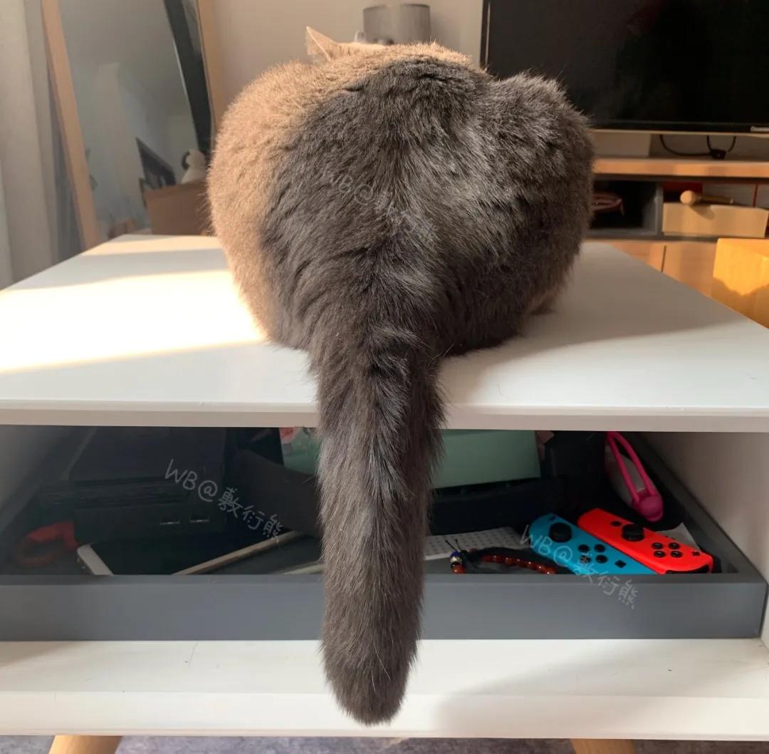 可怜的猫咪是怎么被整惨,这只猫被网友整成什么样了