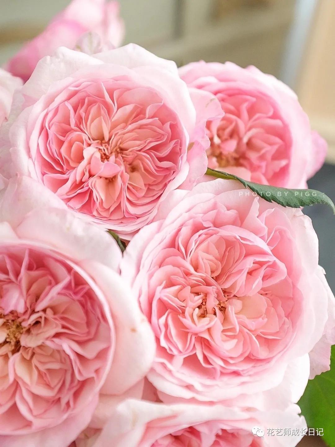 五号香水玫瑰花,100朵粉色玫瑰