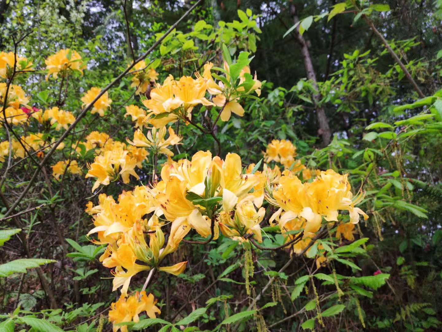 它们都有毒——老虫花•颠狗子花•水莽藤•号筒杆