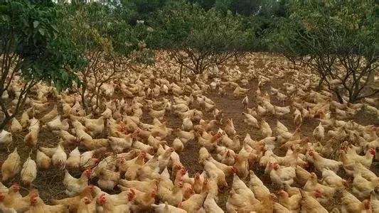 名字很难听想改名会有什么影响吗,笑到头掉了怎么办