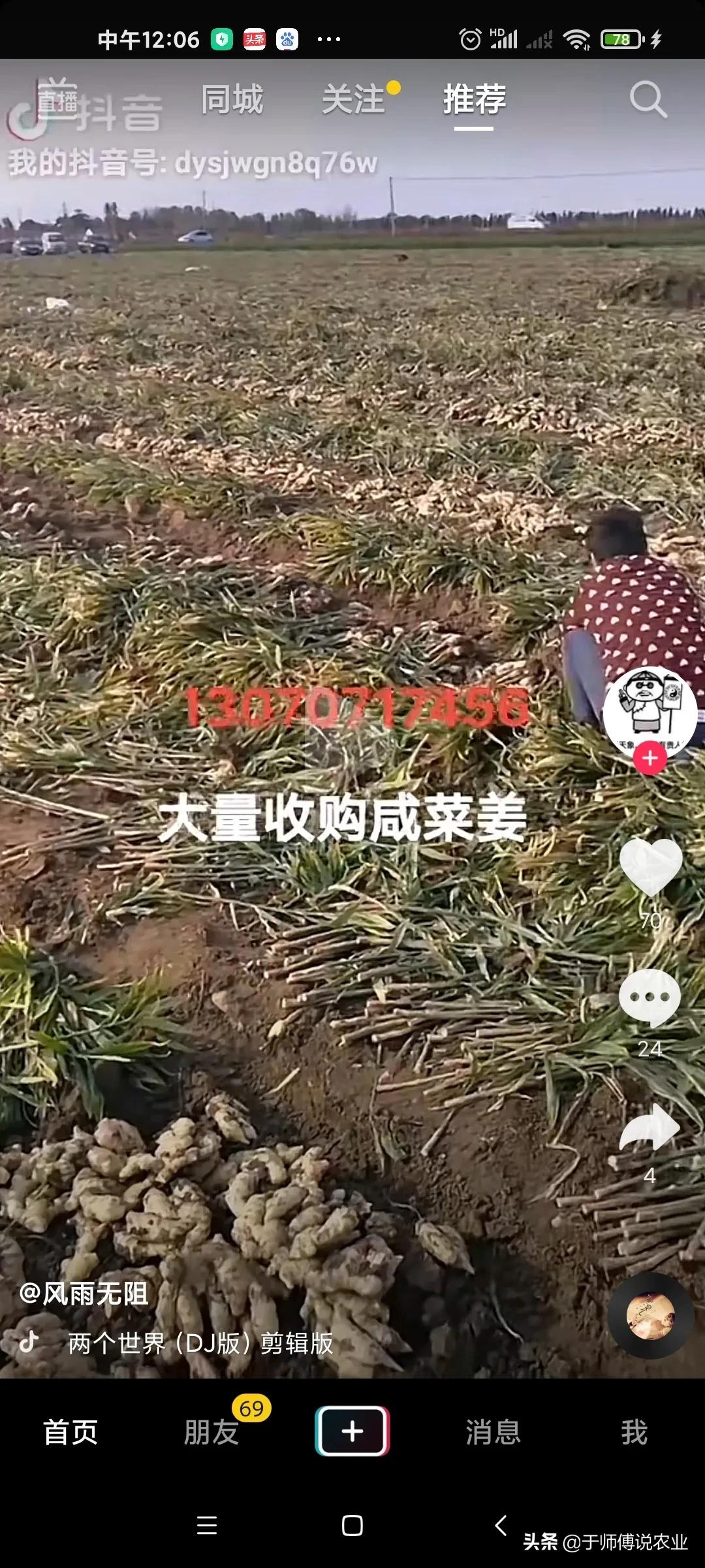 生姜种植基本情况简介,生姜种植解说