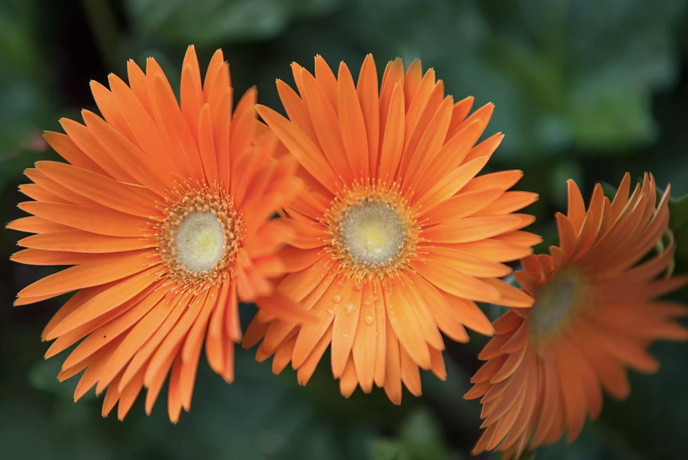 充满生命力的花卉,20种黄色的花