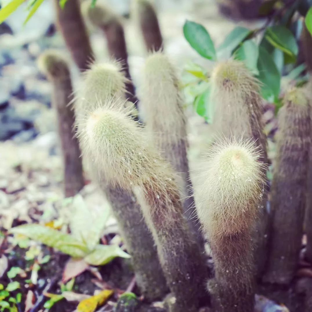 clubmed桂林度假,桂林clubmed度假村坑吗