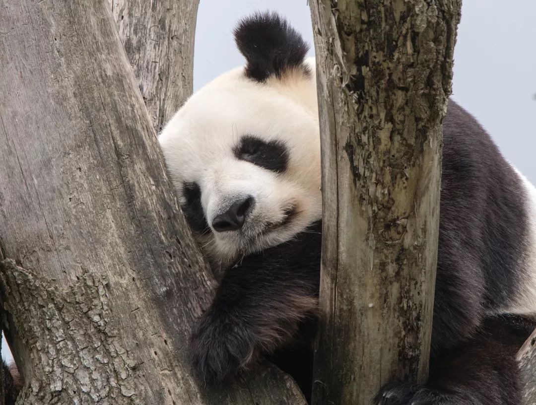 影响大熊猫生存的自然条件,大熊猫在野外怎么过冬