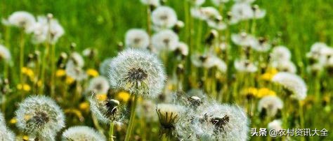 野草草药有什么用处,农村草药治疗白癜风的野草图