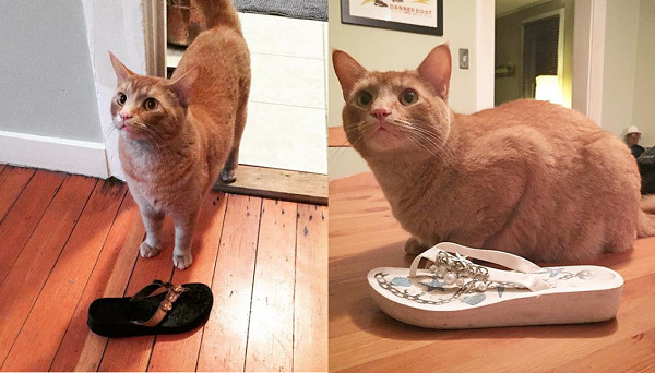 脚味癖萌猫专偷邻居鞋子一车战利品欢迎认领