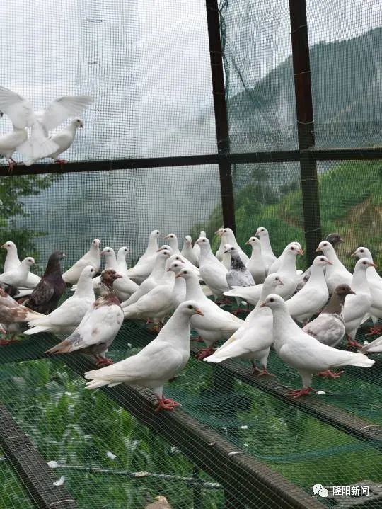 瓦窑：养好“扶贫鸽”大展“鸿鹄志”